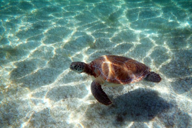 Snorkeling with Caribbean fish and private cenote exploration - Price and Value: What You’re Actually Paying For at $169