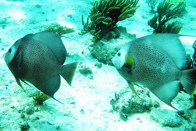 Snorkeling with Caribbean fish and private cenote exploration - What to Bring (So You Don’t Hate Yourself Mid-Cenote)