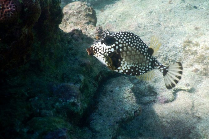Snorkeling with Caribbean fish and private cenote exploration - Is This the Right Tour for You?