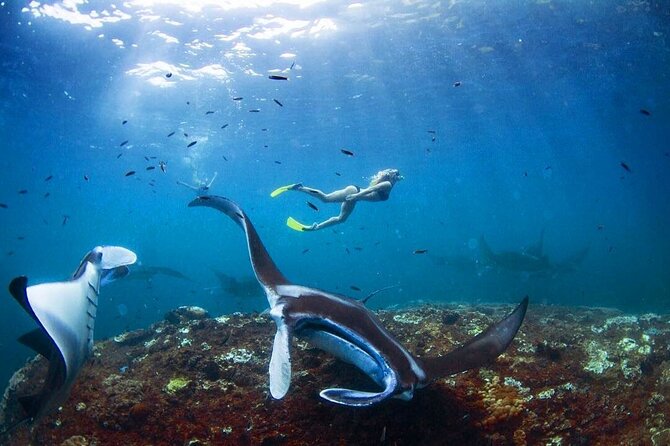 Snorkeling with Manta Rays in Nusa Penida Experience (All-Inclusive) - Lunch on Penida: Why a Beach Meal Is Part of the Value
