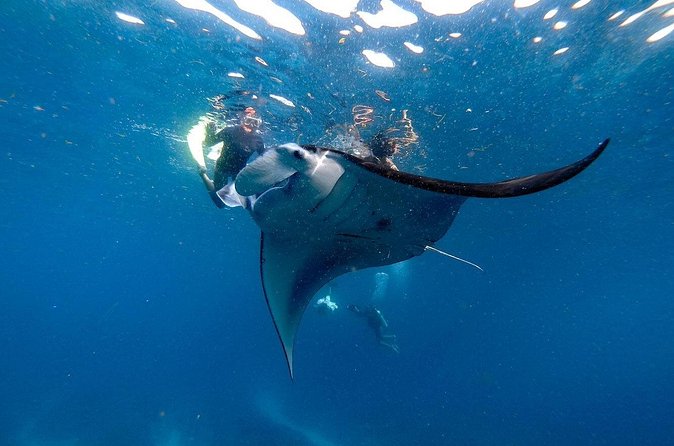 Snorkeling with Manta Rays in Nusa Penida Experience (All-Inclusive) - Boats, Gear, and the Small-Group Advantage (Including GoPro)