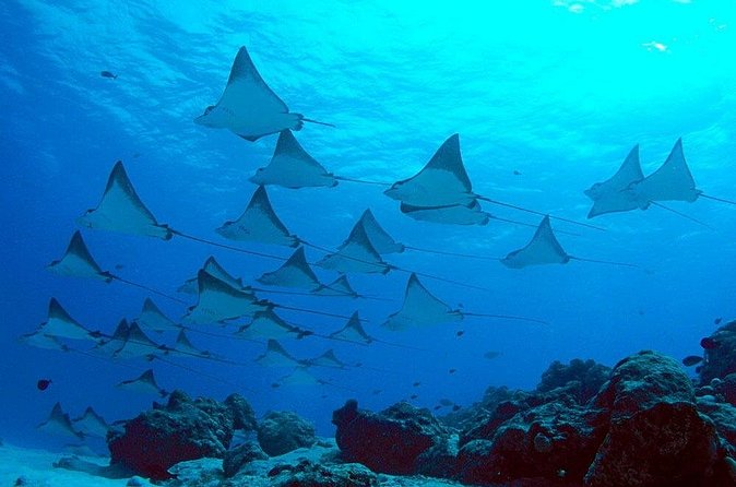 Snorkeling with Manta Rays in Nusa Penida Experience (All-Inclusive) - What I’d Pack and How I’d Approach the Day