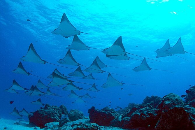 Snorkeling with Manta Rays in Nusa Penida Experience (All-Inclusive) - Should You Book This Nusa Penida Manta-Ray Snorkel Tour?