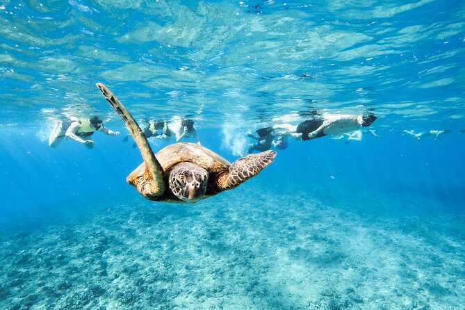 Snorkeling with Sea Turtles in Waikiki Hawaii Boat Tour - Turtle Canyon in Waikiki: What Makes This Tour Special