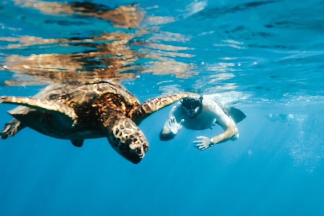 Snorkeling with Sea Turtles in Waikiki Hawaii Boat Tour - In the Water: How Turtle Canyon Honu Snorkeling Feels