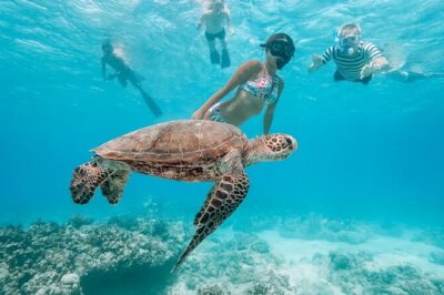 Snorkeling with Sea Turtles in Waikiki Hawaii Boat Tour - Getting There: Kewalo Basin Harbor and Waikiki Hotel Pickup