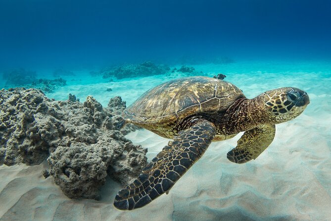 Snorkeling with Sea Turtles in Waikiki Hawaii Boat Tour - Wildlife Bonus Chances: Dolphins, Whales, and Other Ocean Surprises