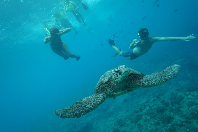 Snorkeling with Sea Turtles in Waikiki Hawaii Boat Tour - Snorkeling Gear, Comfort, and What to Bring