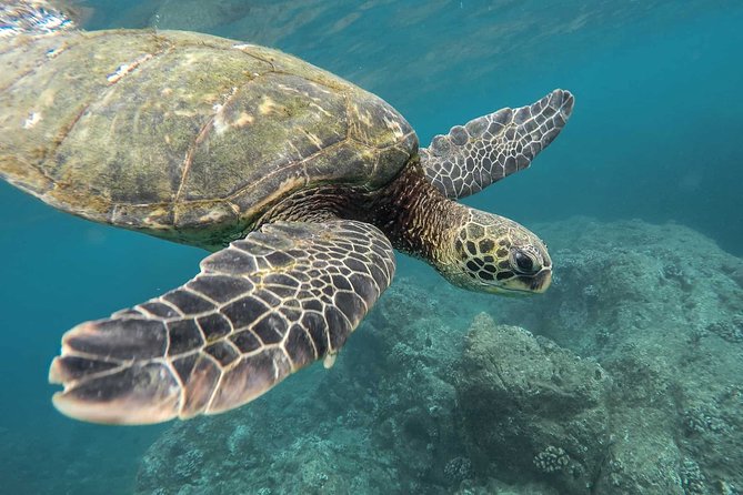 Snorkeling with Turtles in Mirissa - Key things that make this turtle snorkeling work