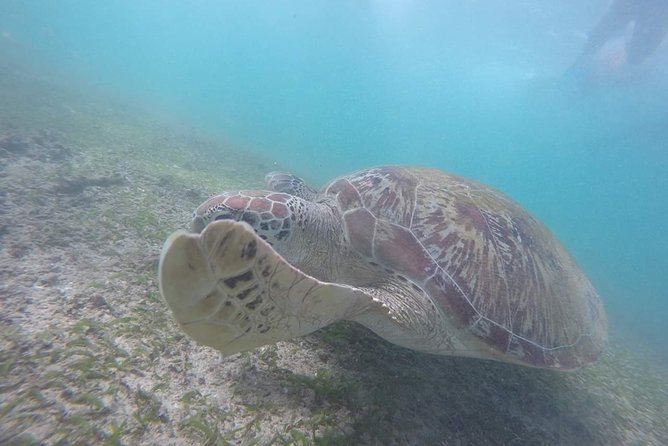 Snorkeling with Turtles in Mirissa - Meeting at Araliya Restaurant and getting to the beach fast