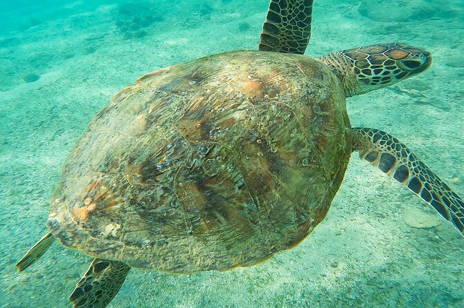 Snorkeling with Turtles in Mirissa - Parrot Rock underwater: turtles, coral, and fish without the fuss