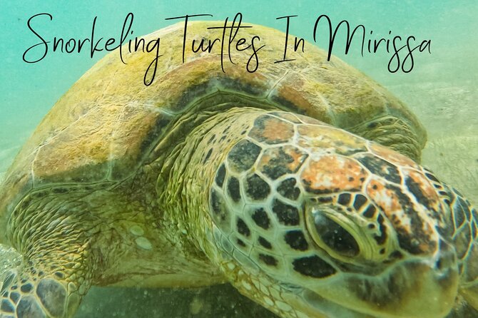 Snorkeling with Turtles in Mirissa - Underwater photos and videos: the value you feel after the swim