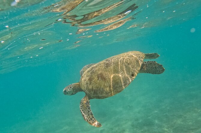 Snorkeling with Turtles in Mirissa - Coral care and respectful wildlife habits while you snorkel