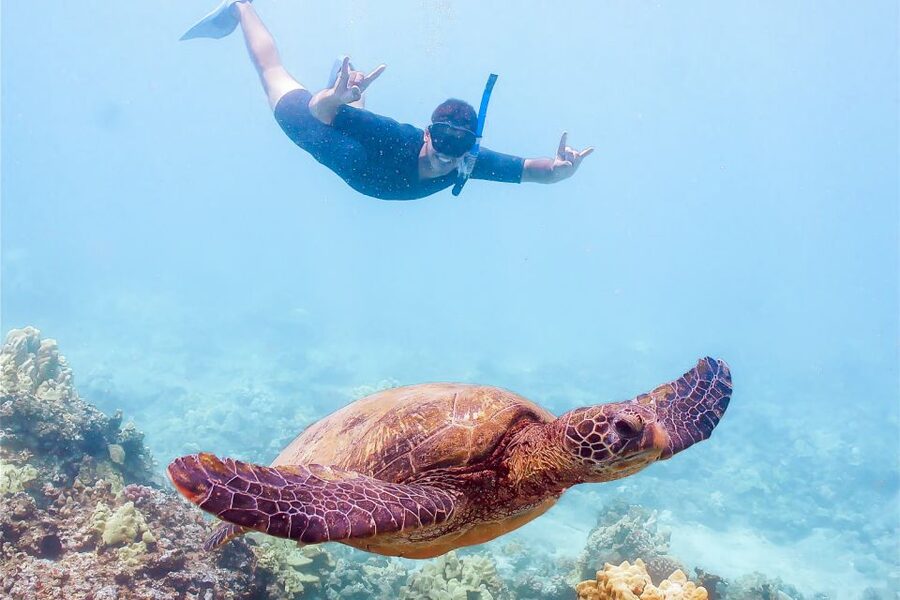 South Maui: Molokini Snorkeling Adventure - Turtle Town: how sea turtles fit into a realistic snorkel day