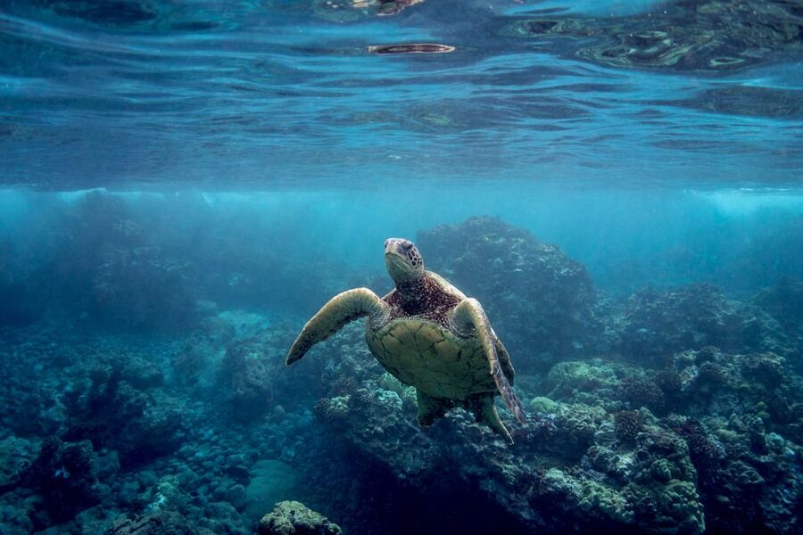 South Maui: Premium Turtle Town Kayak and Snorkel Tour - Key points before you book
