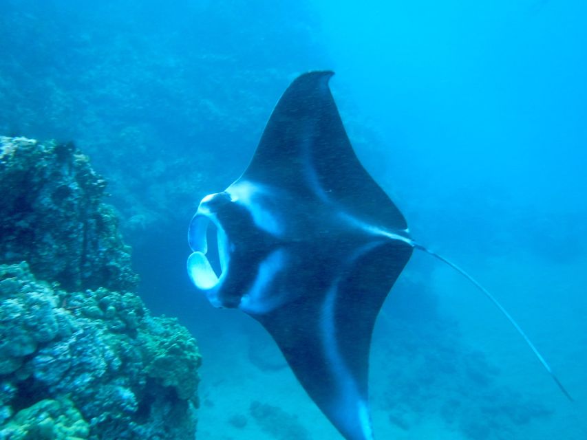 South Maui: Premium Turtle Town Kayak and Snorkel Tour - Kayaking along Makena: the part that makes snorkeling feel easier
