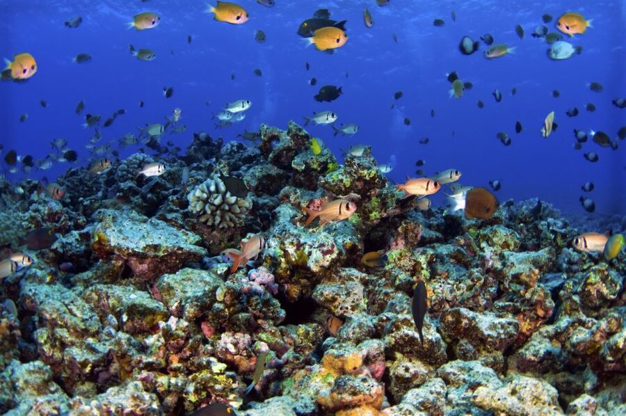 South Maui: Premium Turtle Town Kayak and Snorkel Tour - Snorkel time at Turtle Town: what you’re actually looking for