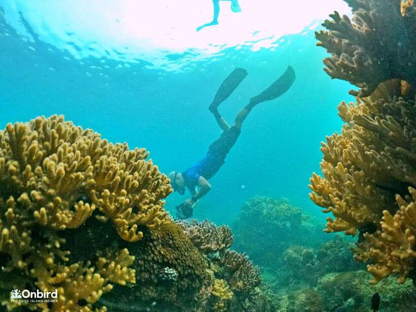 South Phu Quoc: Pro Snorkeling Tour by Speedboat - Key Points You’ll Care About