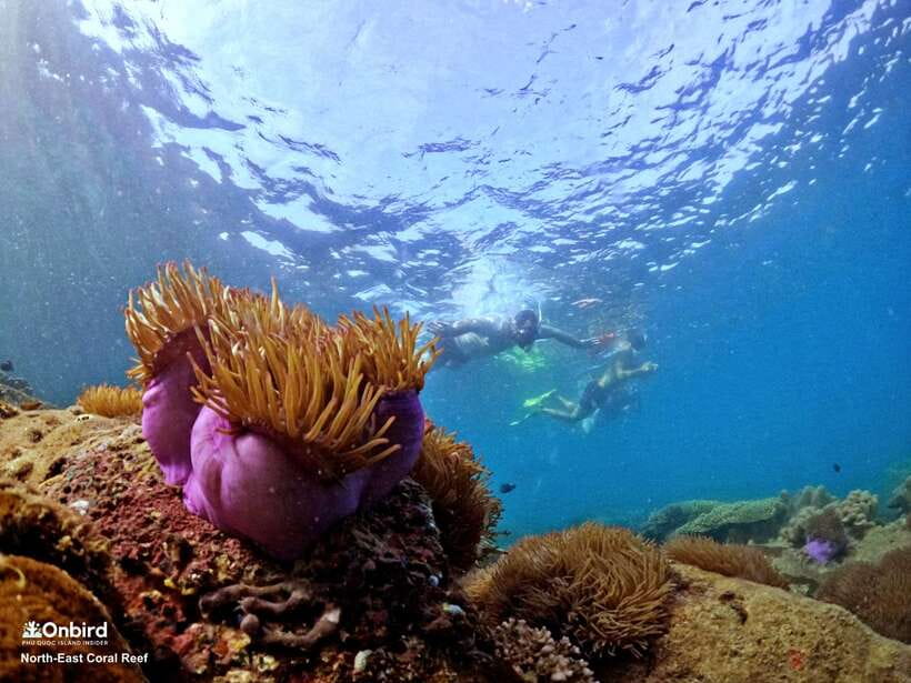 South Phu Quoc: Pro Snorkeling Tour by Speedboat - Reef-Friendly Rules: Small Details That Actually Protect Coral