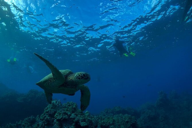 South Shore Turtle Kayak and Snorkel Experience - Why Makena Bay is the sweet spot for turtles