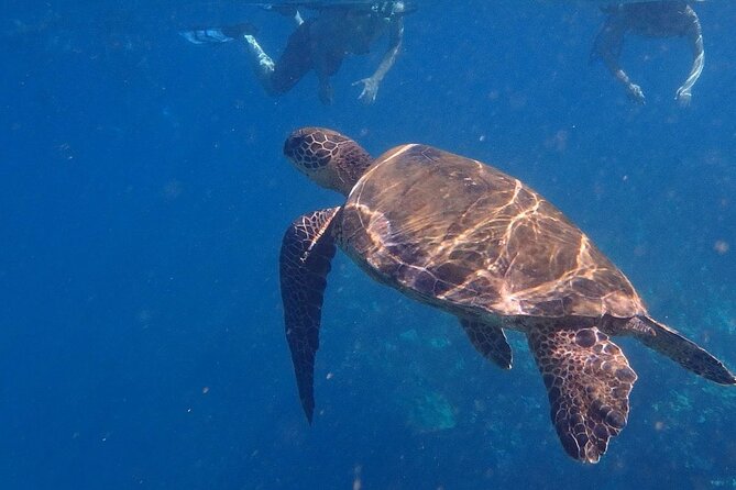 South Shore Turtle Kayak and Snorkel Experience - Guides you can relax with: why the instruction style matters