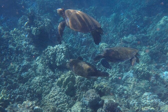 South Shore Turtle Kayak and Snorkel Experience - Weather, ocean conditions, and the whale bonus you might catch