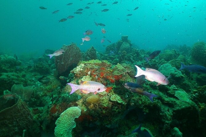 St Lucia Snorkeling Tour with Lunch - Price, VAT, and the real value of $82.50