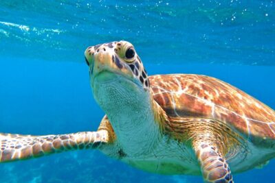St Thomas Mangrove Lagoon Kayak and Snorkel Tour in the US Virgin Islands - The paddle through mangroves: Patricia Cay, Long Point, and stingray country