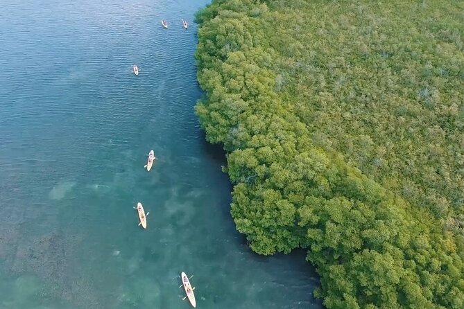St Thomas Shore Excursion: Mangrove Lagoon Kayak and Snorkel Tour - Timing, pickup, and getting back to your ship