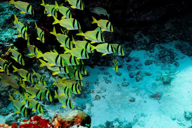 Starfish, Stingrays and the Turtle Sanctuary Snorkel Tour - Why this Cozumel snorkel works: small group and shaded boat time