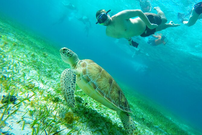 Starfish, Stingrays and the Turtle Sanctuary Snorkel Tour - Finding the marina: Marina Cozumel ASIPONAC and the yellow-shirt clue