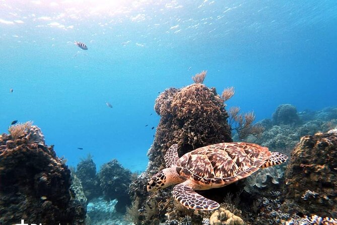 Starfish, Stingrays and the Turtle Sanctuary Snorkel Tour - El Cielito and the shallow stingray hangout