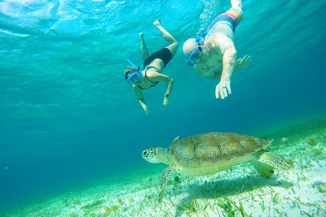 Starfish, Stingrays and the Turtle Sanctuary Snorkel Tour - Reef hopping around Cozumel: Columbia, Palancar, and Chankanaab-style zones