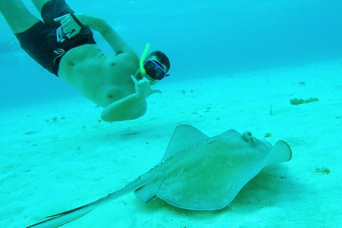 Starfish, Stingrays and the Turtle Sanctuary Snorkel Tour - Turtle sanctuary expectations: turtle sightings can be hit or miss
