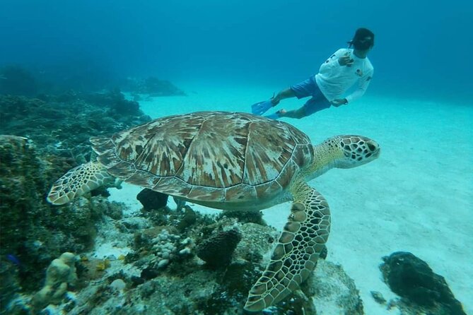 Starfish, Stingrays and the Turtle Sanctuary Snorkel Tour - The food and drinks factor: beer, water, soda, and snack that actually fills you