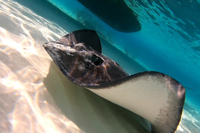 Starfish, Stingrays and the Turtle Sanctuary Snorkel Tour - Price and value check: $59 plus the $11 marine park fee