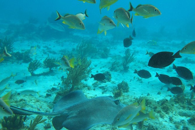 Stingray City and Snorkel Tour With Lunch - Getting There Smoothly: Pickup, Check-In, and Getting on the Right Boat