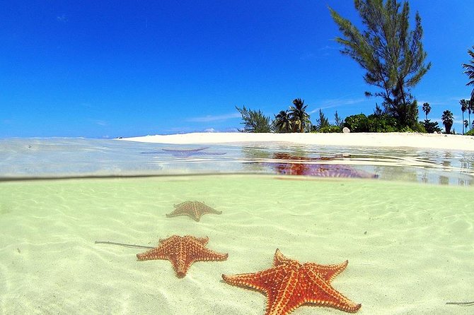 Stingray City and Starfish Experience with Coral Reef Snorkeling - Key things I’d circle before you book