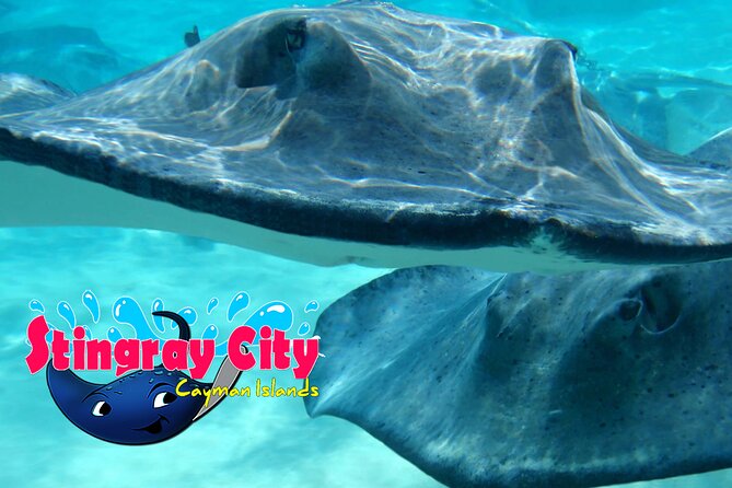 Stingray City and Starfish Experience with Coral Reef Snorkeling - Stop 2: Coral Gardens Snorkeling for Colorful Reefs in a Short Window