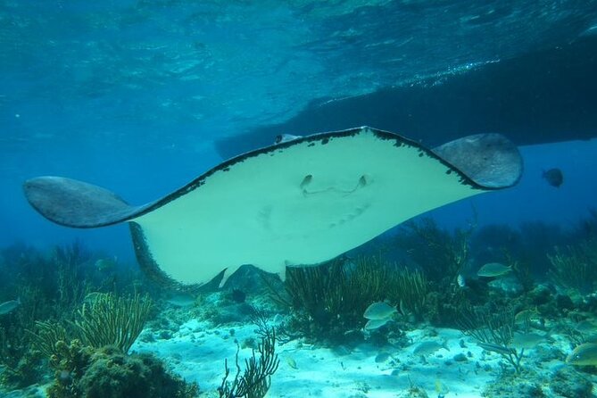 Stingray City Experience Plus One Snorkeling Stop - Timing That Actually Matters: Morning Swim for a Calmer Experience