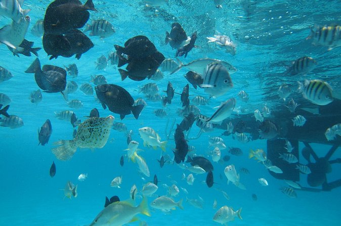 Stingray City Experience Plus One Snorkeling Stop - Who This Tour Fits Best (and Who Might Want a Different Option)