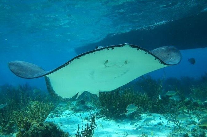 Stingray City Experience Plus One Snorkeling Stop - Should You Book Stingray City Experience Plus One Snorkeling Stop?