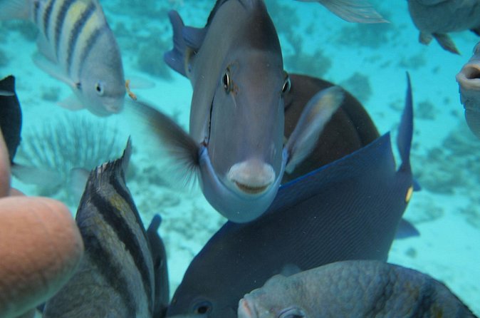 Stingray City Experience Plus Two Snorkeling Stops on Grand Cayman - What’s Included (and What You Should Pack)