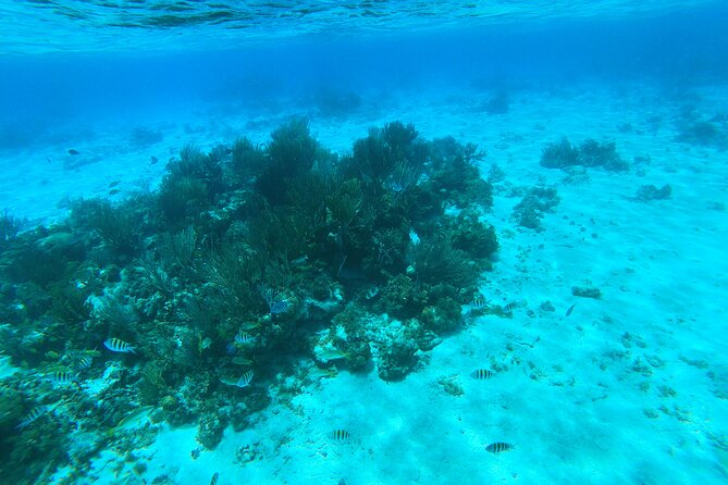 Stingray City, Star fish Point and Snorkeling Private Boat Tour - The crew matters: Omar, Dean, Chris, and the team vibe