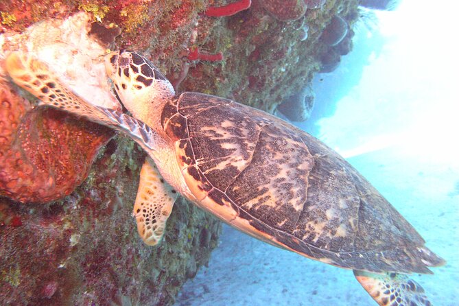 Stingray Sandbar, Snorkeling, and Starfish Point - Key highlights you should know