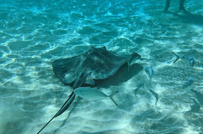 Stingray Sandbar, Snorkeling, and Starfish Point - What’s included, what’s missing, and what to pack