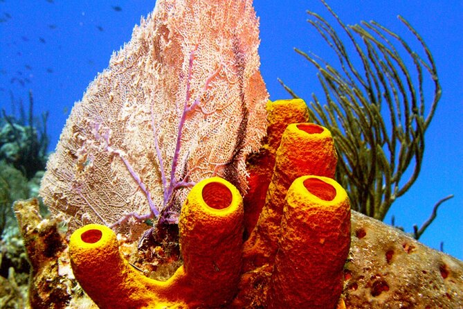 Stingray Sandbar, Snorkeling, and Starfish Point - Crowds at Stingray City and Starfish Point: how to manage them