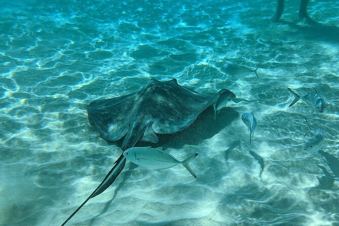 Stingray Sandbar, Snorkeling, and Starfish Point - Is $63 good value for this Grand Cayman trio?