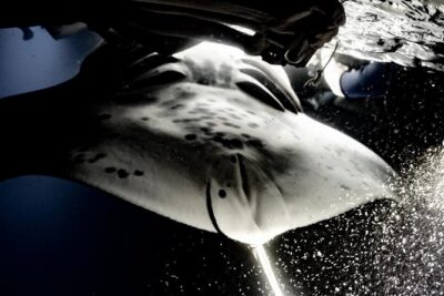 Sunset and Manta Ray Snorkel Adventure - The manta ray night swim: how you’ll actually experience it