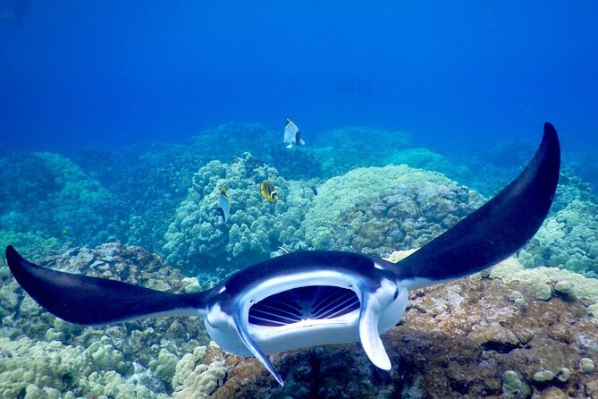 Sunset and Manta Ray Snorkel Adventure - Price and value: is $154.51 worth it?